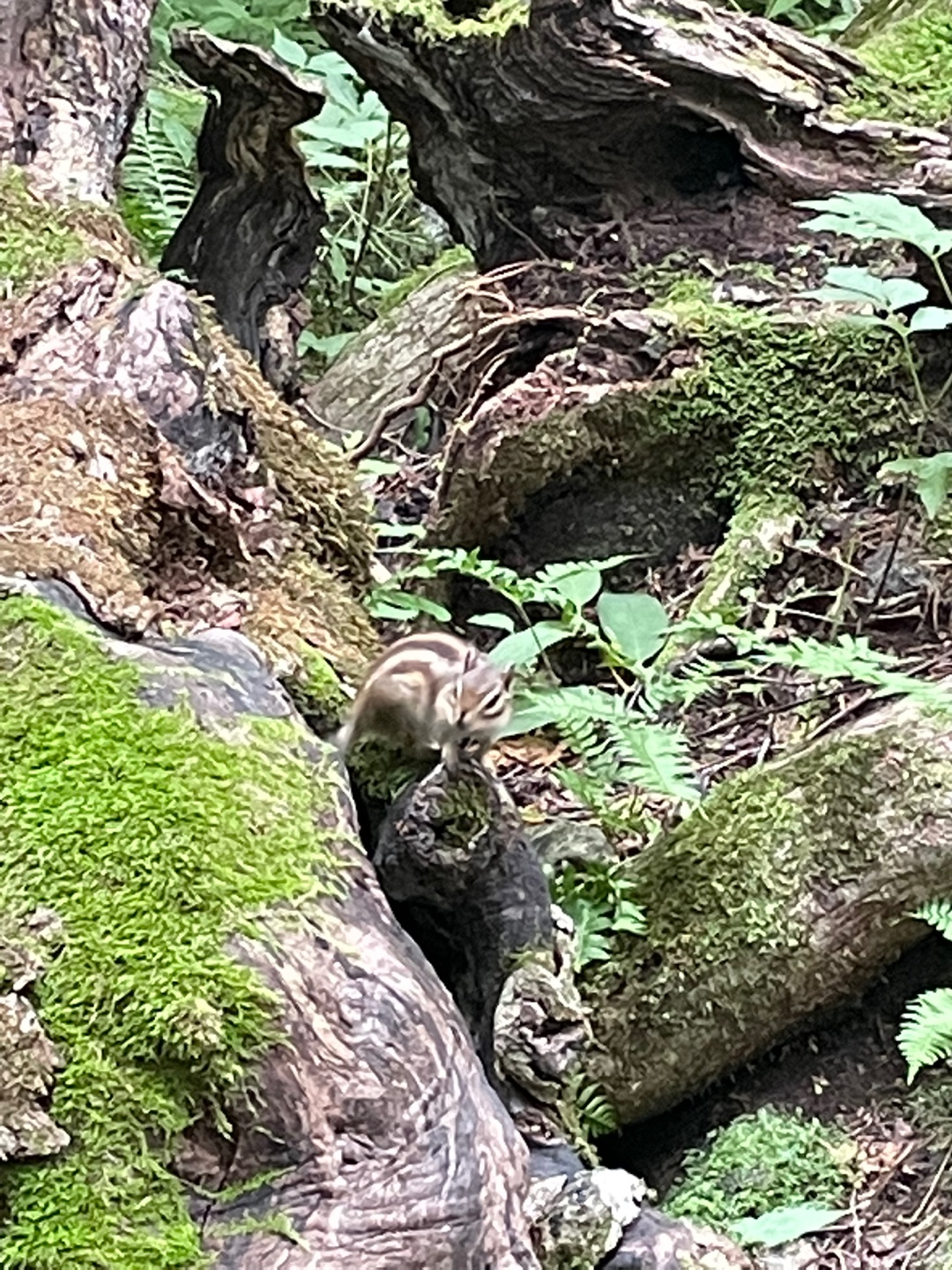 70fa560f91b9c7183ff6da6fe6bbcbb8_1658218217_5682.jpg 70fa560f91b9c7183ff6da6fe6bbcbb8_1658218217_5682.jpg